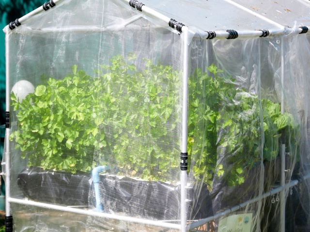 Categoria "Serre per fiori/piante"