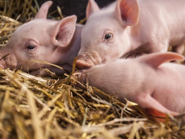 Categoria "Zootecnia suini"