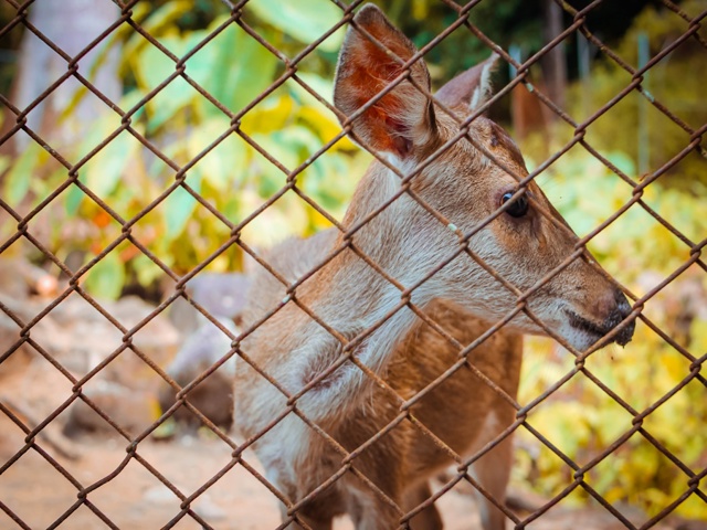 Categoria "Reti per recinzioni"