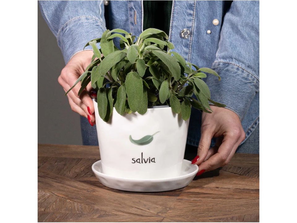 vaso salvia vaso salvia