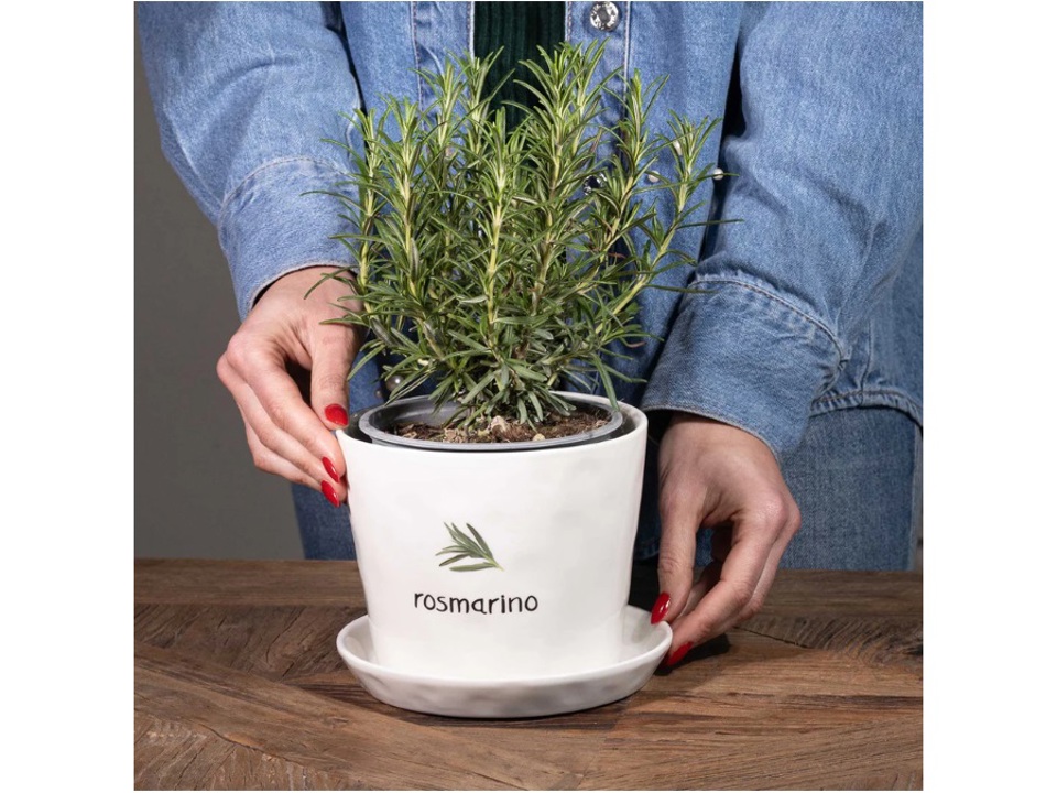 rosmarino rosmarino