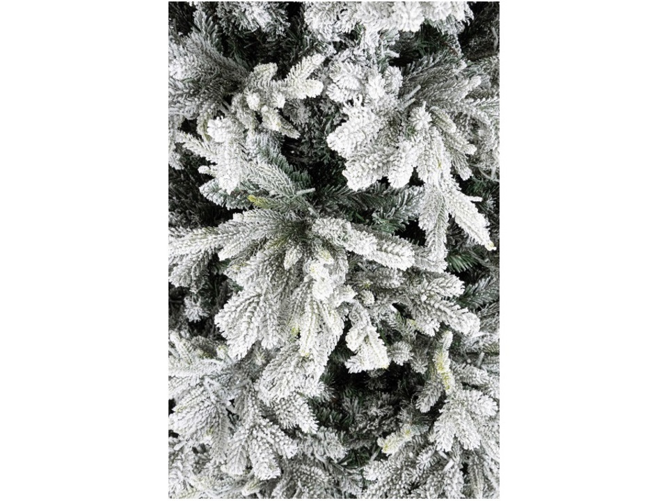 albero albero