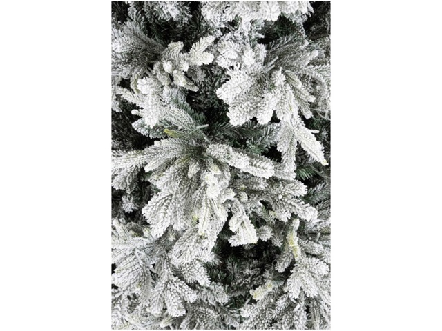 albero albero