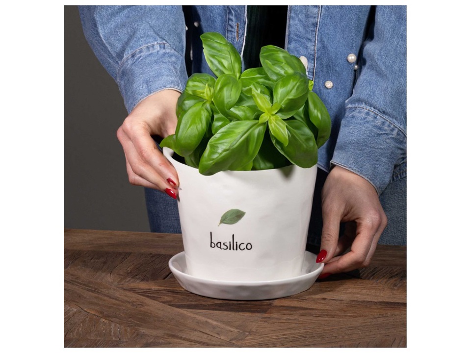 vaso basilico vaso basilico