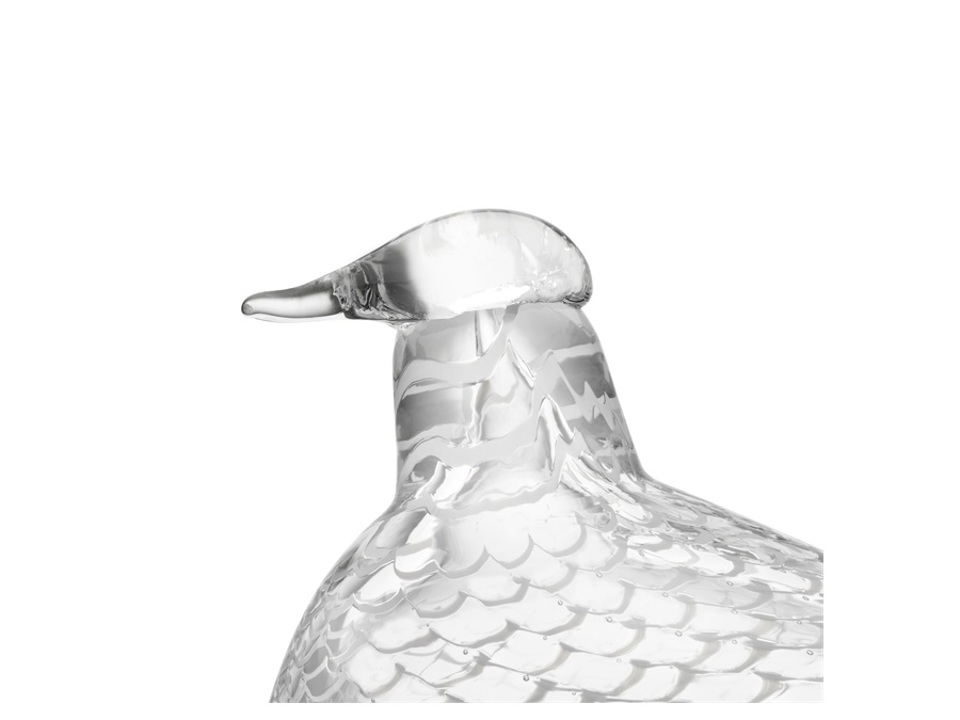 birds birds