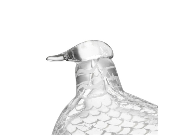 birds birds